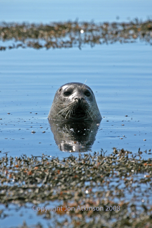 Common Seal, Iceland